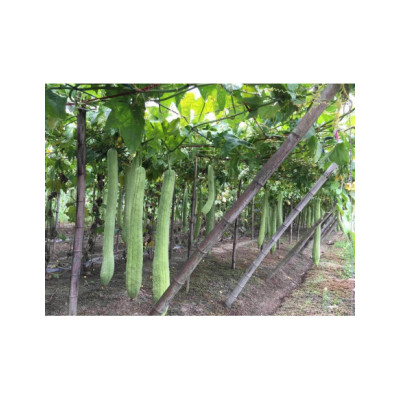 Tranche de luffa 2