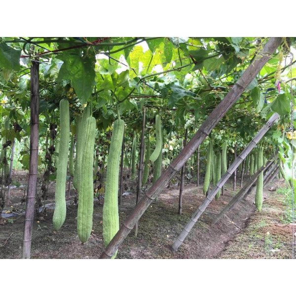 Tranche de luffa