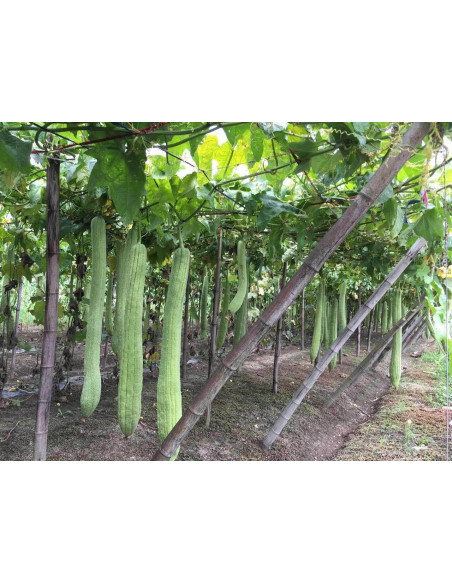 Tranche de luffa