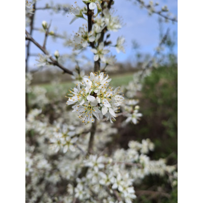 Sirop de fleur de prunellier artisanal 2