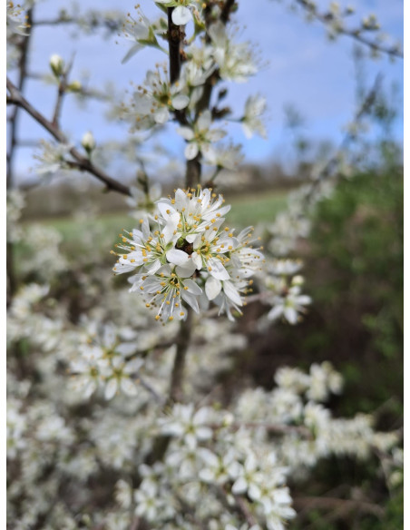 Sirop de fleur de prunellier artisanal