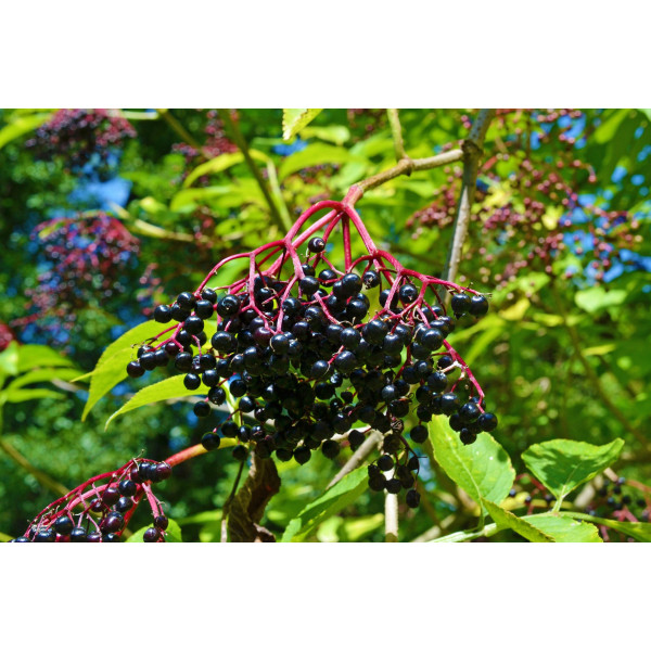 Nectar de baies de sureau