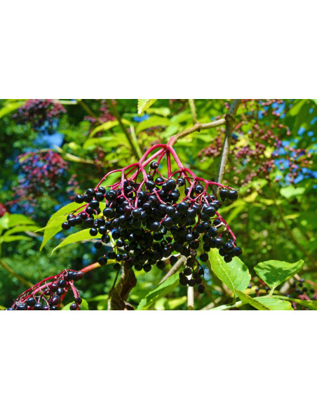 Nectar de baies de sureau