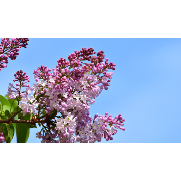 Sirop de fleur de lilas artisanal