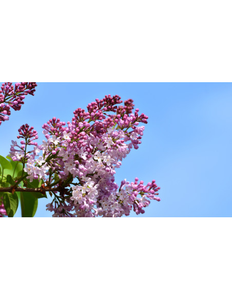 Sirop de fleur de lilas artisanal