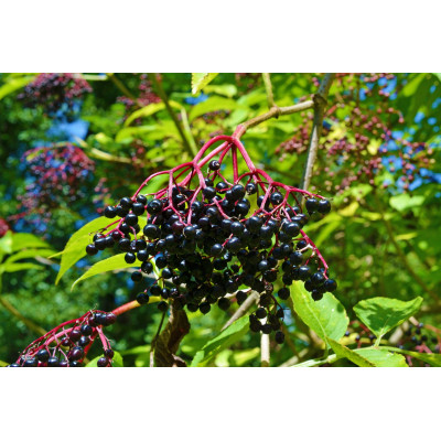 Nectar de baies de sureau à la mélisse 2