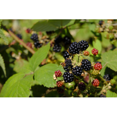 Nectar de mûres 2