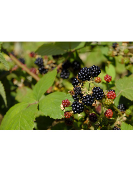 Nectar de mûres