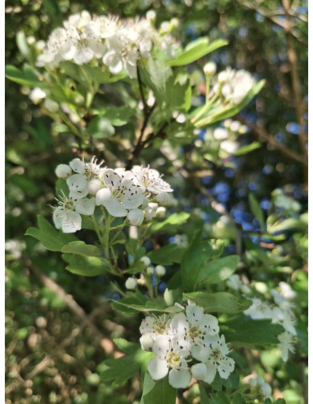 Sirop de fleur d'aubépine bio & artisanal