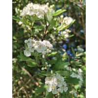 Sirop de fleur d'aubépine bio & artisanal