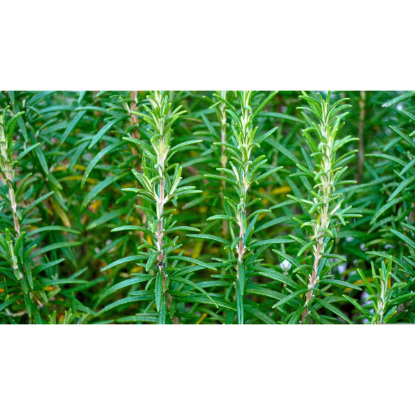 Huile exquise de romarin bio