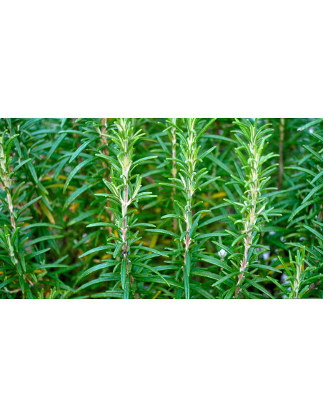 Huile exquise de romarin bio