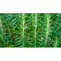 Huile exquise de romarin bio