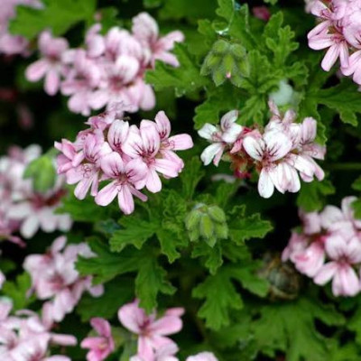 Douceur de lait d'ânesse - Géranium rosat