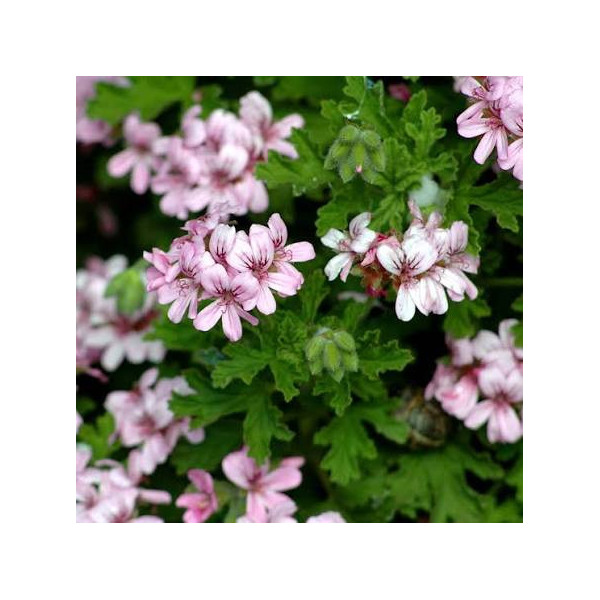 Douceur de lait d'ânesse - Géranium rosat