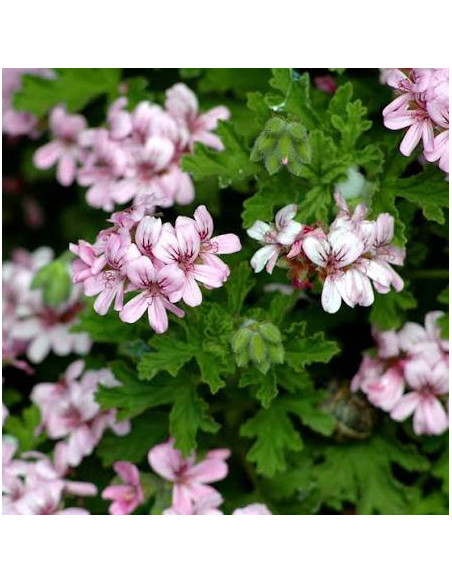 Douceur de lait d'ânesse - Géranium rosat