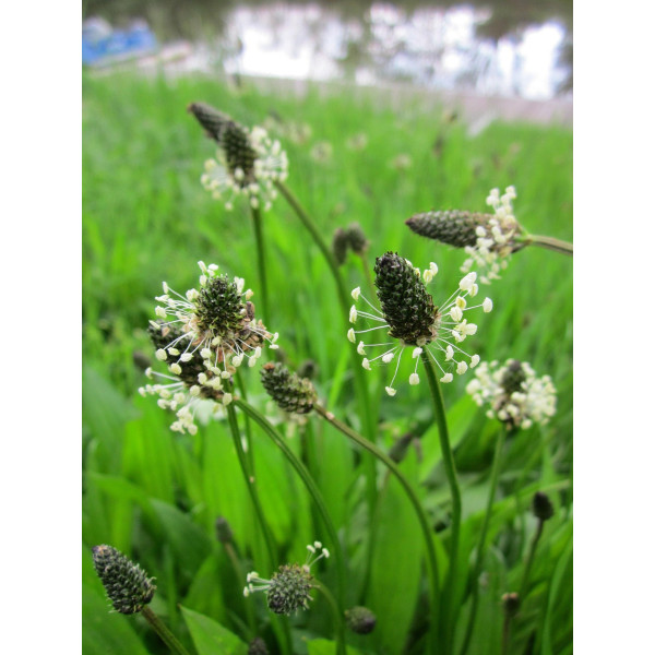 Boutons floraux - plantain