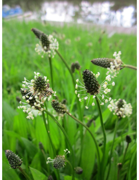 Boutons floraux - plantain