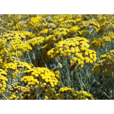 Huile à l'immortelle d'Italie - plante aromatique au goût de curry