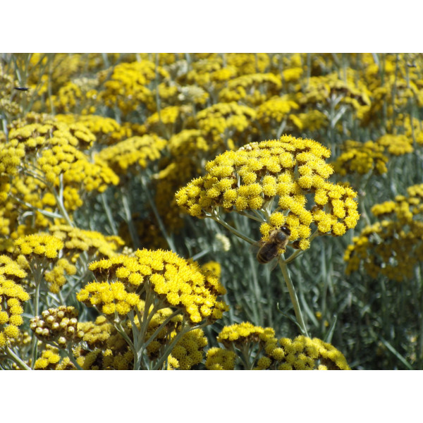 Huile à l'immortelle d'Italie - plante aromatique au goût de curry