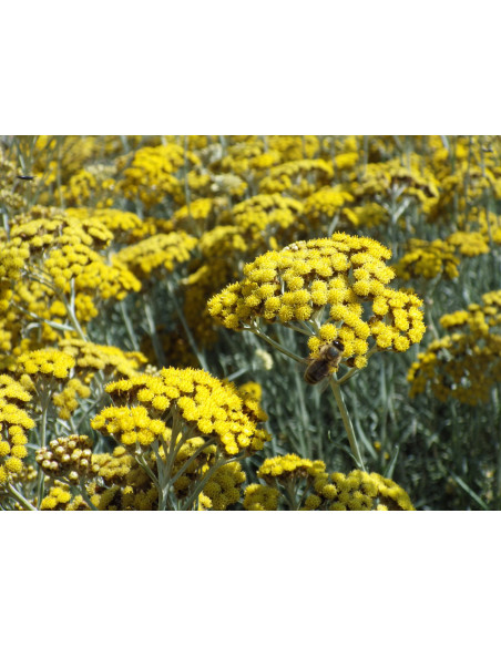 Huile à l'immortelle d'Italie - plante aromatique au goût de curry