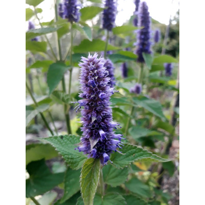 Douceur de lait d'ânesse - Agastache 2