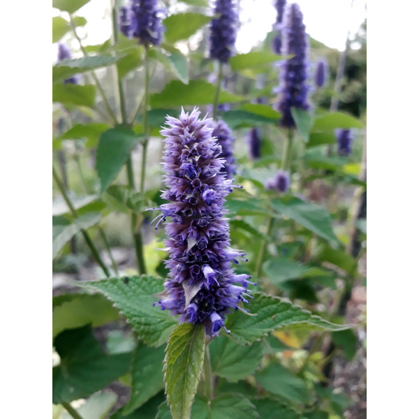Douceur de lait d'ânesse - Agastache