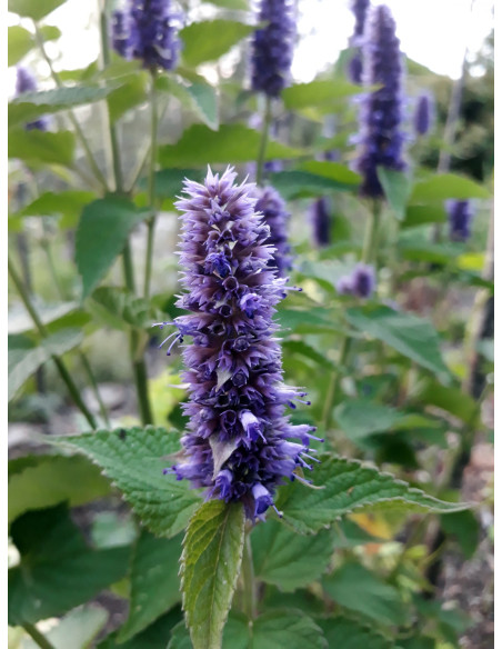 Douceur de lait d'ânesse - Agastache