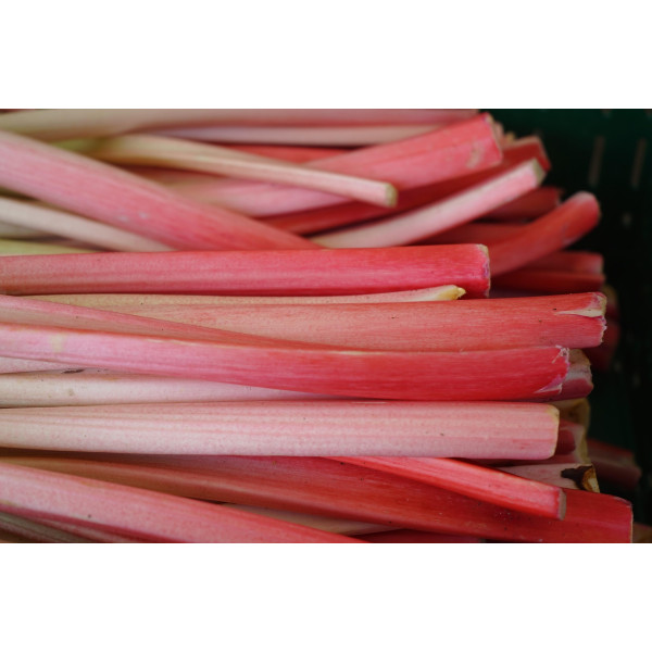 Nectar de rhubarbe
