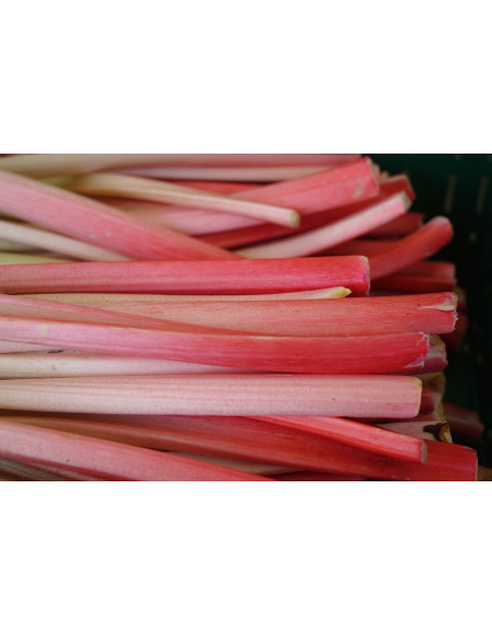 Nectar de rhubarbe