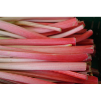 Nectar de rhubarbe