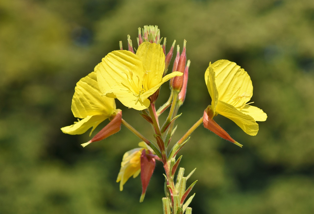 evening-primrose-3744295_1280.jpg